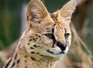 [Image: Serval+Cat.jpg]